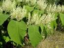 горец сахалинский или гречиха сахалинская (Polygonum sachalinense)