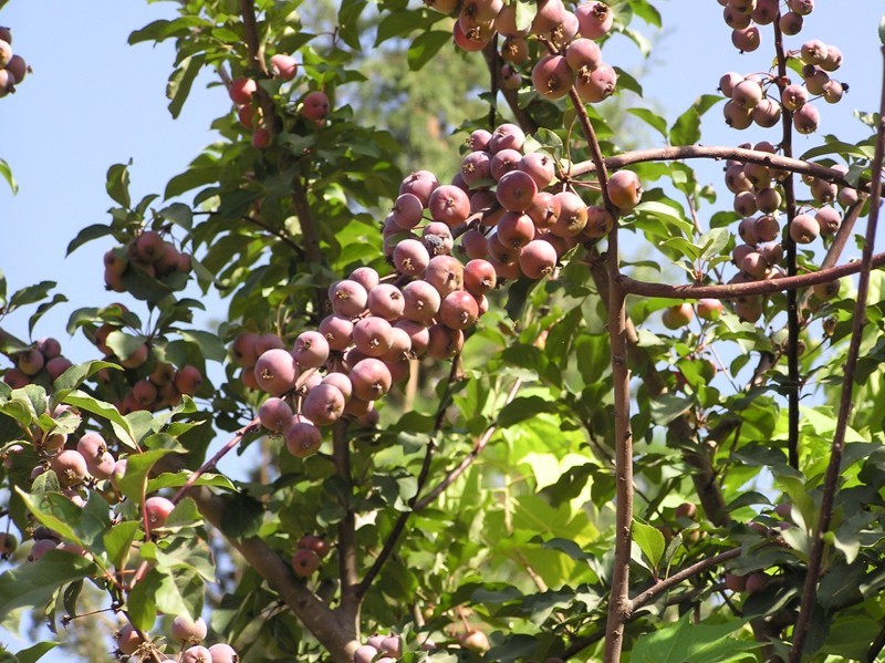 ������ ������� (Malus sieversii) ������