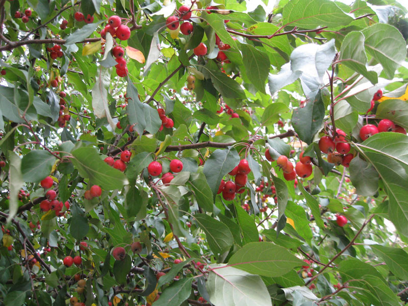 ������ ������������ (�. ���������) � Malus prunifolia