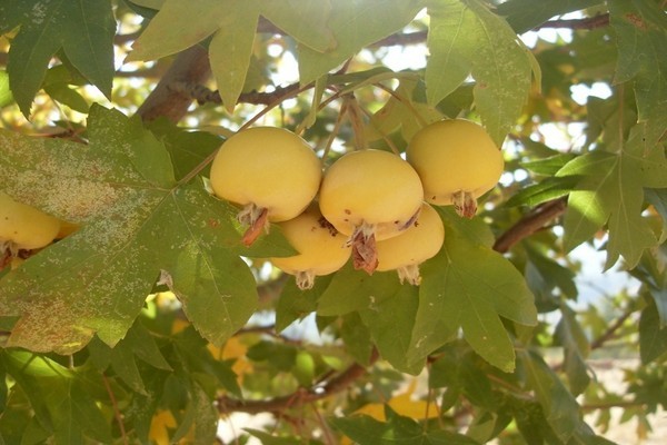 ������ ������������� (Malus trilobata)