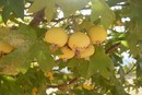 ������ ������������� (Malus trilobata)