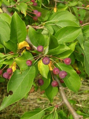 Malus baccata   ������ �������