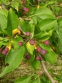 Malus baccata   ������ �������