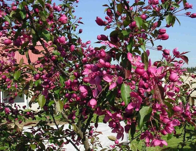 ������ ����������� ������ Malus niedzwetzkyana (Malus pumila var. niedzwetzkyana)