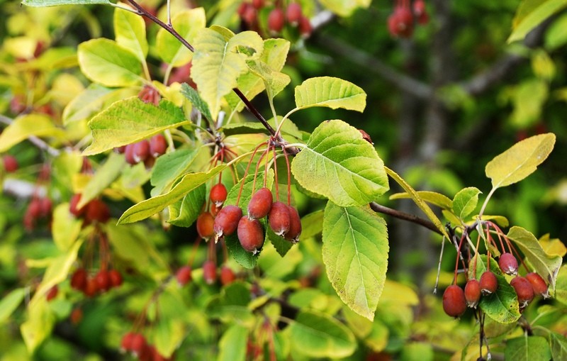 ������ �����, ��� ��������� � Malus fusca