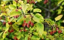 ������ �����, ��� ��������� � Malus fusca
