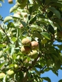 ������ ���������, ��� ���������� (Malus orientalis) ������ ���������