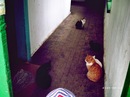 ���������� #2004406