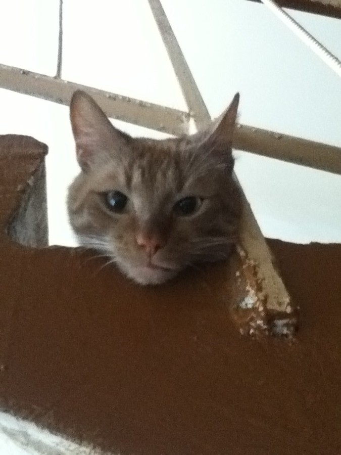 ���������� #2006032