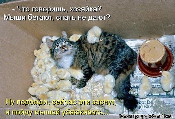 ���������� #2010106
