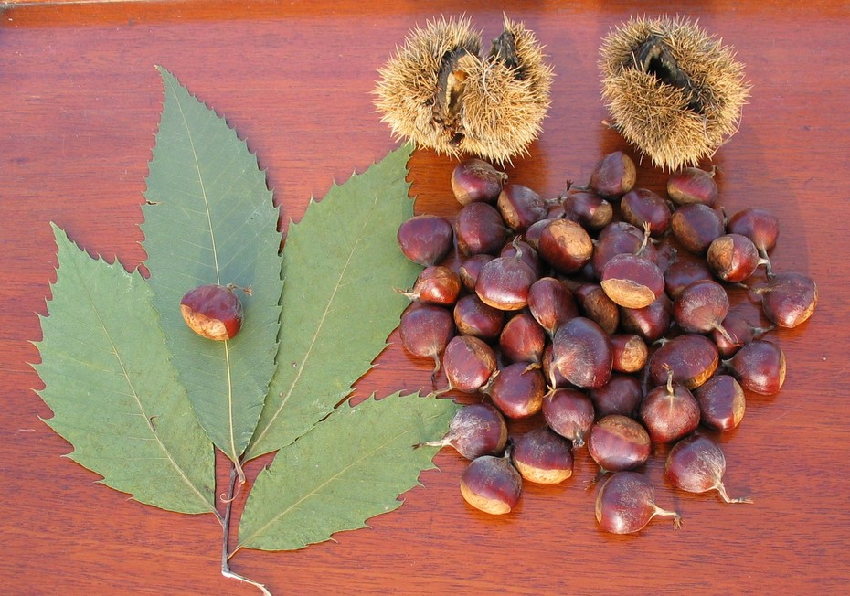 Castanea dentata ������ ��������