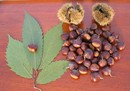 Castanea dentata каштан зубчатый