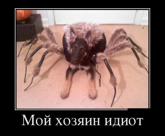 ���������� #2015060