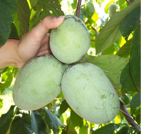 ������� (Asimina triloba)