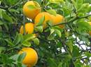 �������� ��������������� ( Poncirus trifoliata) ������� ��������� ����������� �� �18�20��