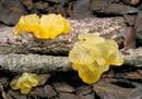 �������� ��������� (Tremella mesenterica)