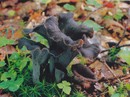 ������ ������� (Craterellus Cornucopioides)