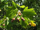 ������ ���������  (Sorbus torminalis)