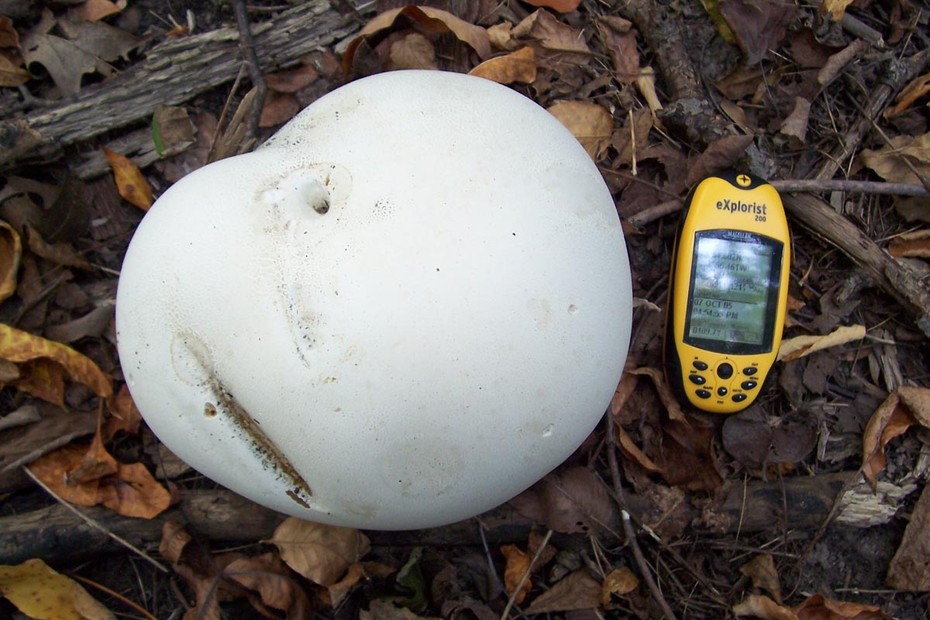 �������� ���������� Langermannia gigantea (Calvatia gigantea)