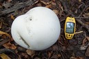 �������� ���������� Langermannia gigantea (Calvatia gigantea)