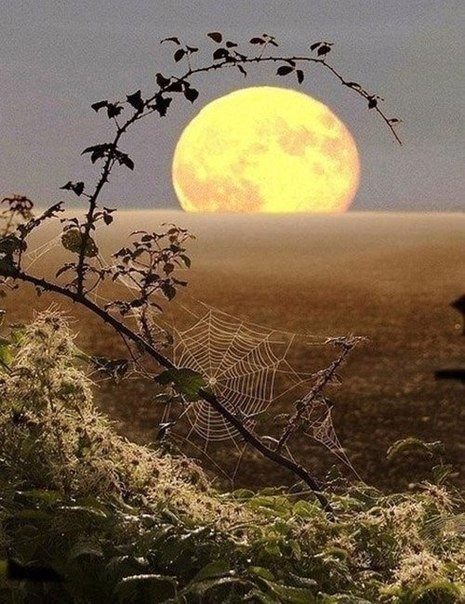 ���������� #2102202