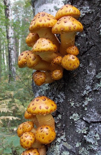 ���������� ���������� Pholiota aurivella +