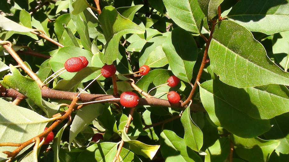 ����, ��� �������������� (Elaeagnus multiflora)