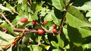 ����, ��� �������������� (Elaeagnus multiflora)