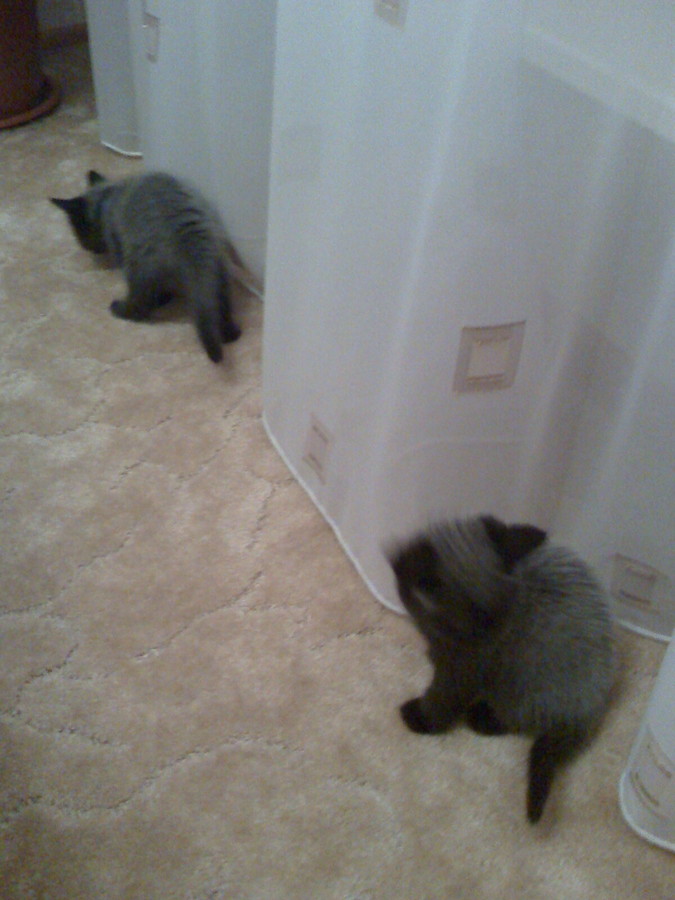 ���������� #2112917