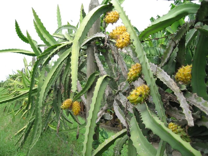 ���������� ��������������� Hylocereus megalanthus ������ ��������
