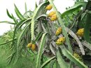 ���������� ��������������� Hylocereus megalanthus ������ ��������