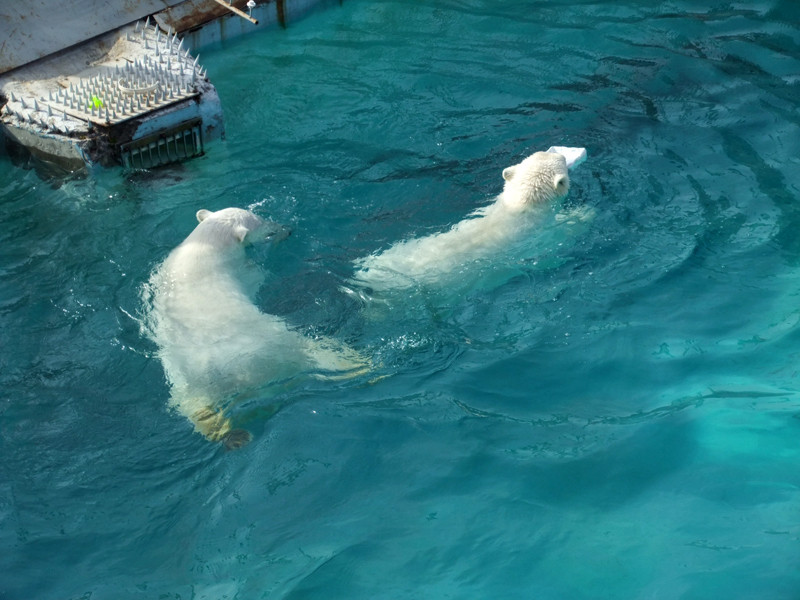White bears