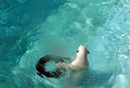 White bear with toy