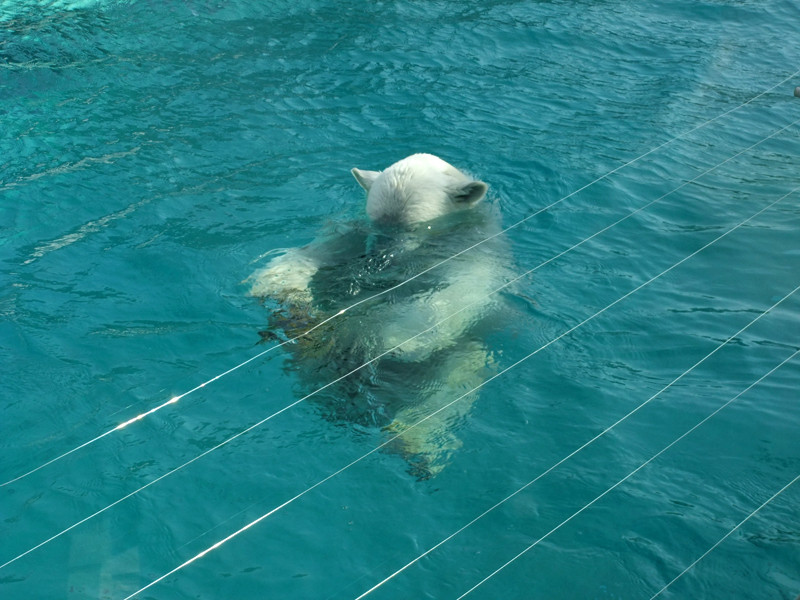 White swimming