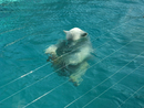 White swimming