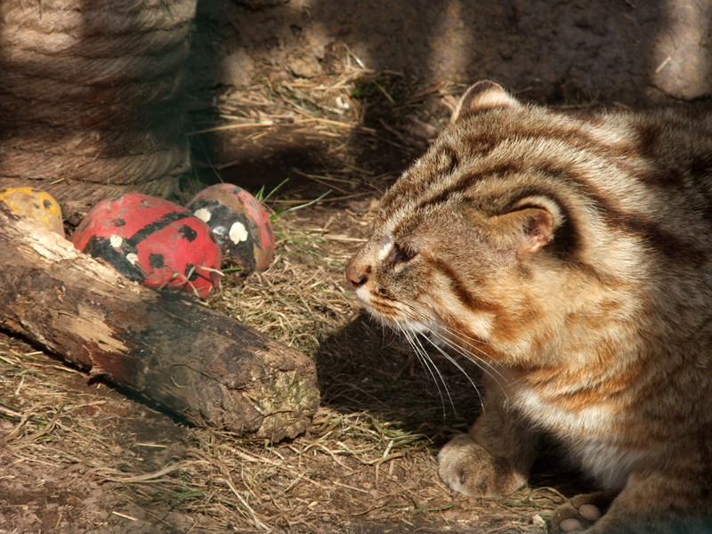 Wild cat