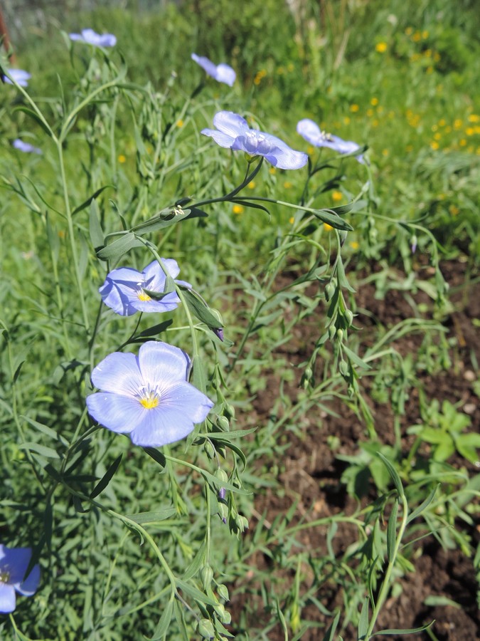 ˸�