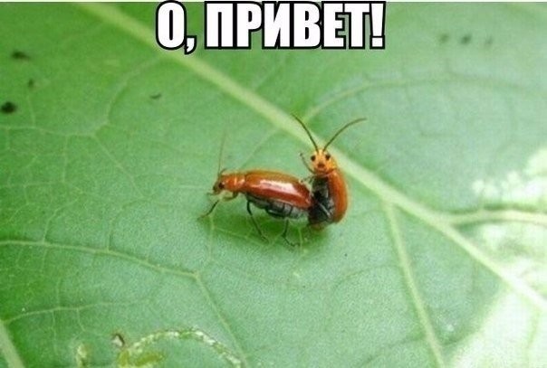 ���������� #2123760