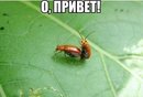 ���������� #2123760