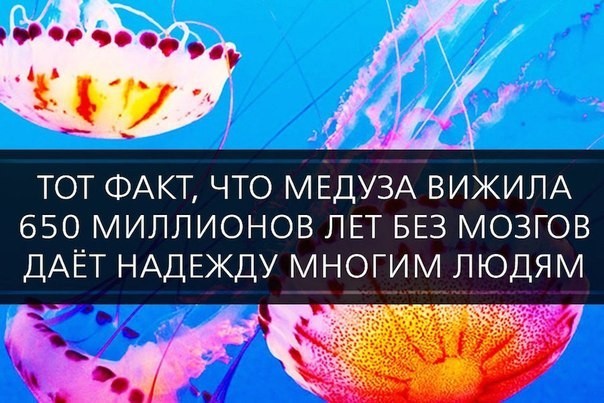 ���������� #2124325