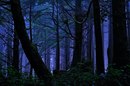 ������ ������� ����. ������ �� ����������� Olympic Peninsula.