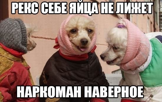 ���������� #2125330