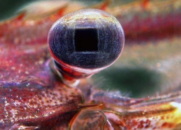 ���� �������� Palaemonidae