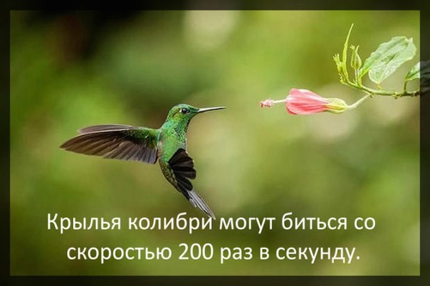 ���������� #2125356