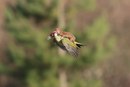 ���������� �������� ������ ��-��� (Martin Le-May) ���������������, ��� ����� ������������� ������ �� �����.