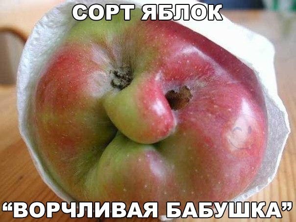 ���������� #2127612