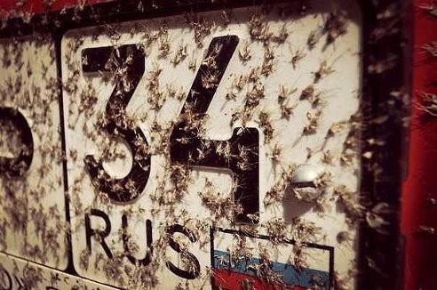���������� #2133180