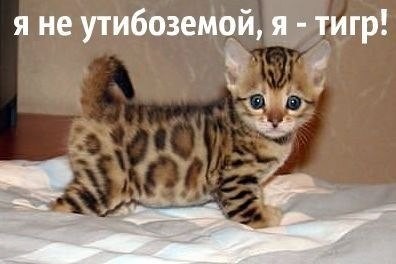 ���������� #2134351