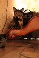 ����� ����