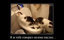 ���������� #2137990